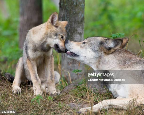 a wolf playing with her puppy. - cub bildbanksfoton och bilder