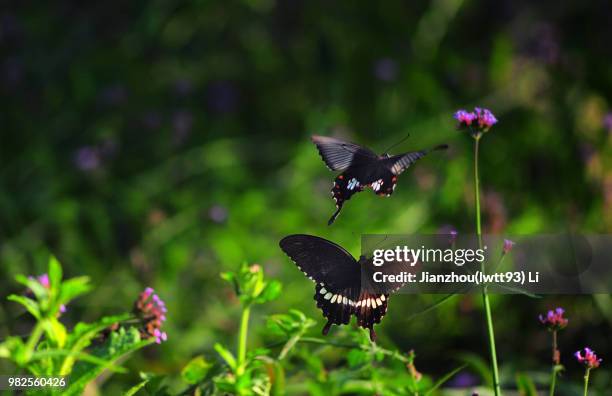 romantic chasing - chasing butterflies stock pictures, royalty-free photos & images