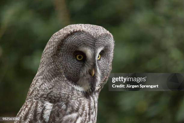 a great grey owl in rhine-westphalia, germany. - rheine stock-fotos und bilder