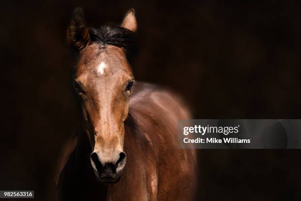 annie - brown horse stock pictures, royalty-free photos & images