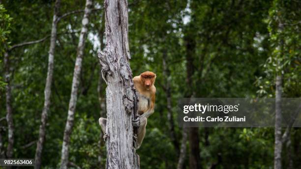 nasalis larvatus - zuliani stock pictures, royalty-free photos & images