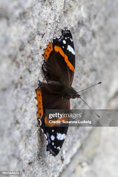 leaning against the wall - mariposa numerada fotografías e imágenes de stock