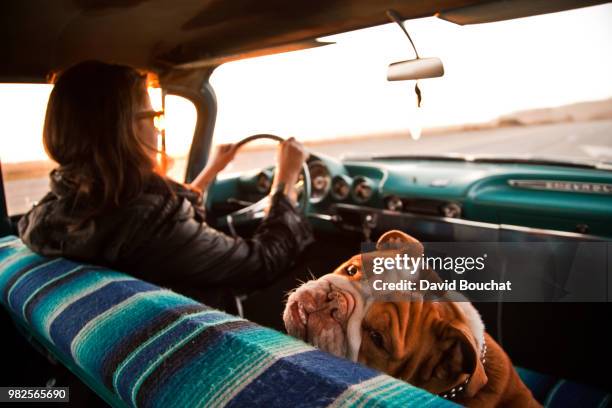 woman and english bulldog inside chevrolet bel air, santa cruz, california, usa - old car interior stock pictures, royalty-free photos & images