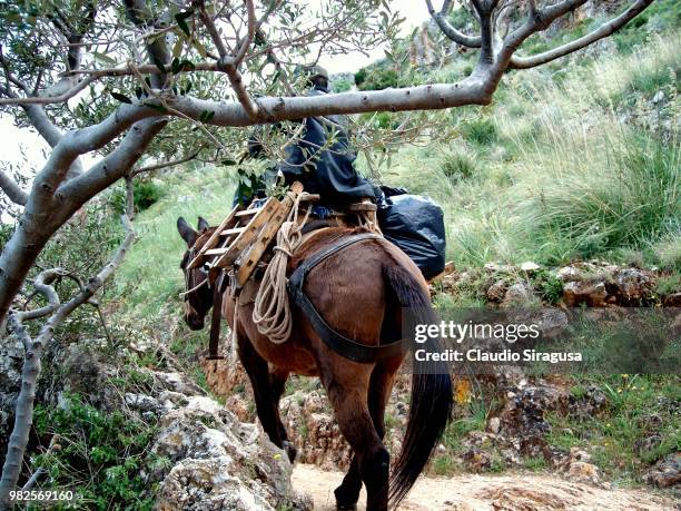 a cavallo nella riserva - cavalo stock pictures, royalty-free photos & images