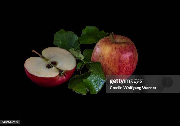 apple (malus domestica) cultivar alcmene - malus domestica cultivar stock pictures, royalty-free photos & images