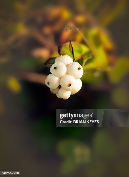 Brian Keyes Rome Brian Keyes Photos and Premium High Res Pictures - Getty Images