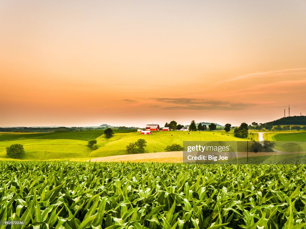Gorgeous panoramic farm or agricultural scene with a corn field in the foreground and rolling hills with a cow pasture and barns along the orange colored sky horizon.