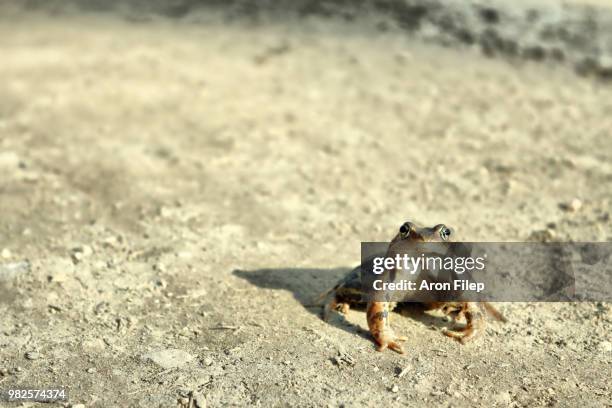 Froggy High-Res Stock Photo
