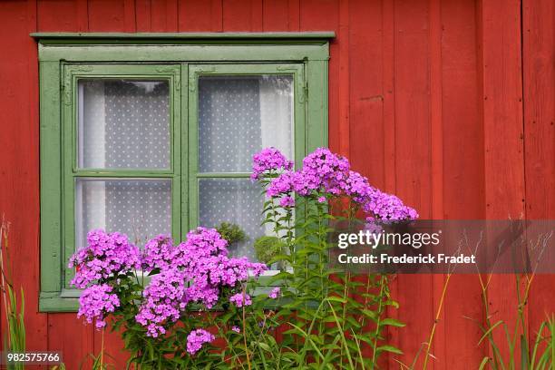 window & flowers - arrowwood 個照片及圖片檔