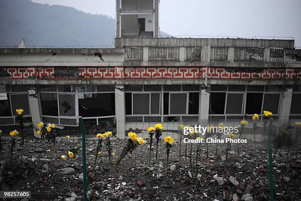 Chrysanthemums are left for students and teachers who died in the Sichuan earthquake on May 12 at the site of Xuankou Middle School on April 5, 2010...