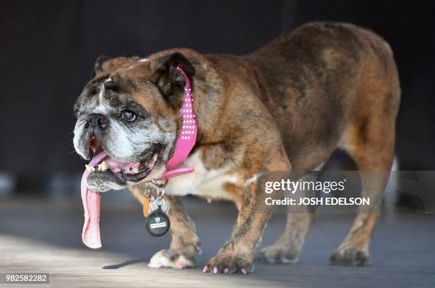 Zsa Zsa, an English Bulldog, stands on stage after winning The World's Ugliest Dog Competition in Petaluma, north of San Francisco, California on...