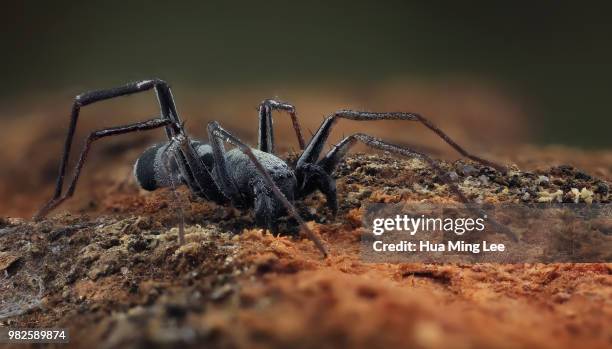 ant-mimicking sac spider - mini sac stock pictures, royalty-free photos & images