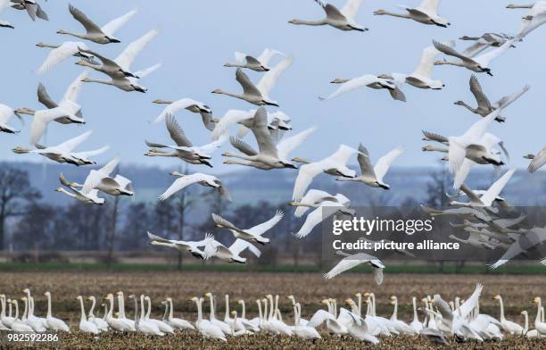 Whooper swans , recognisable by their yellow beaks, taking off from a field in the Oderbruch region near Sachsendorf, Germany, 30 January 2018. The...