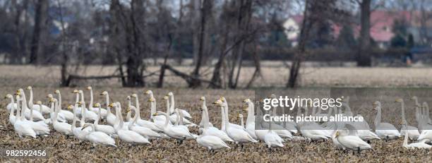 Whooper swans , recognisable by their yellow beaks, standing in a field in the Oderbruch region near Sachsendorf, Germany, 30 January 2018. The 12th...