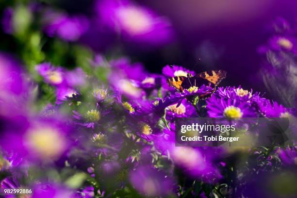 catching some sun - tobi stock-fotos und bilder