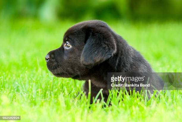black labrador puppy on the grass - black labrador 個照片及圖片檔