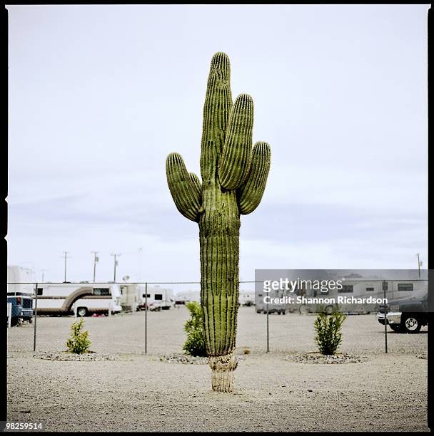 saguaro cactus  - transfer print 個照片及圖片檔