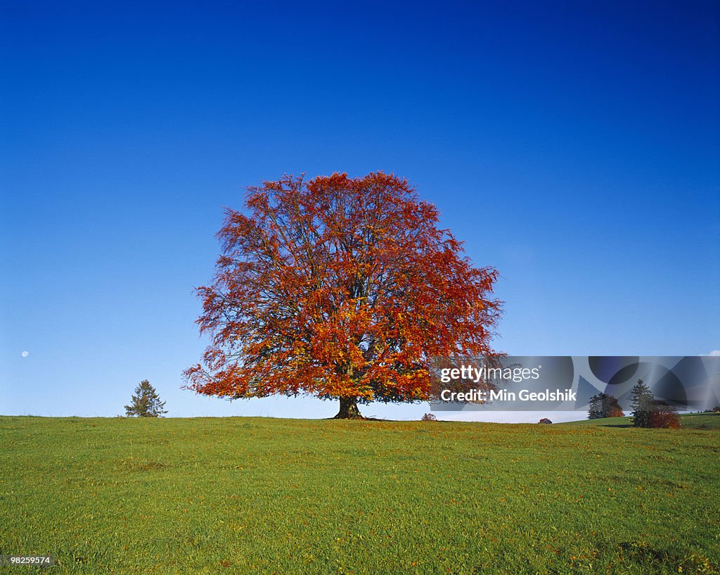 Linden tree in Autumn against clear blue sky