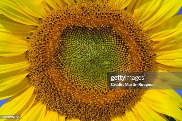 sunflower (helianthus annuus), close up. bavaria, germany, europe. - girasol común fotografías e imágenes de stock