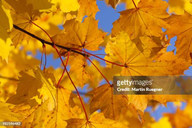 autumn leaves of norway maple (acer platanoides) full frame. bavaria, germany, europe. - norway maple stockfoto's en -beelden