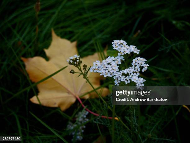 sokol,russia - sokol stock pictures, royalty-free photos & images