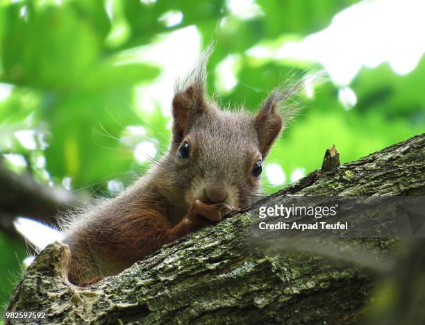 squirrel - teufel stockfoto's en -beelden
