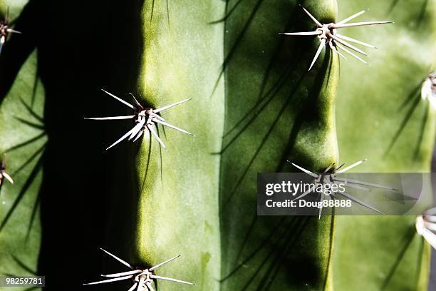 cactus thorns - thorn bush stock pictures, royalty-free photos & images