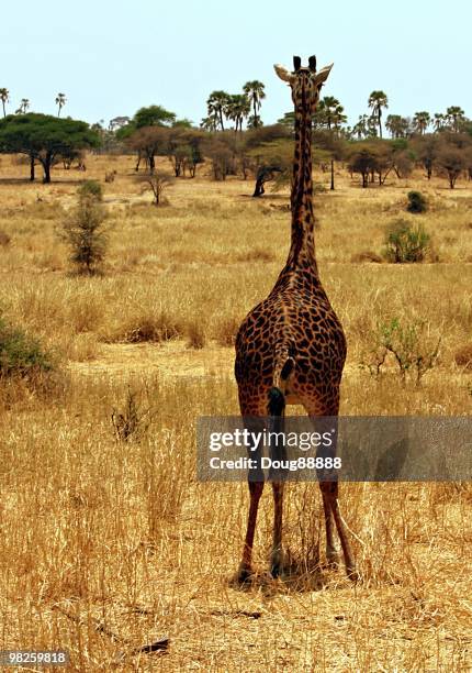 261 Giraffe Rear View Stock Photos, High-Res Pictures, and Images ...