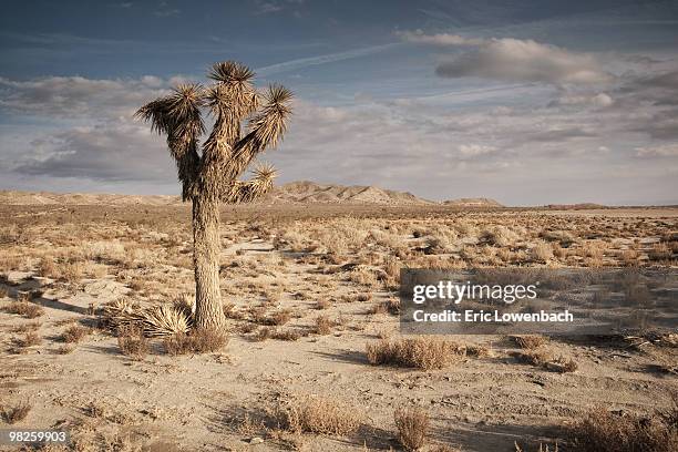 a dry place - lowenbach - fotografias e filmes do acervo