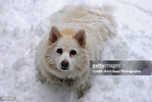 american eskimo dog rolling in snow - amit basu stockfoto's en -beelden