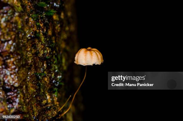 tiny mushroom from western ghats - western ghats stock-fotos und bilder