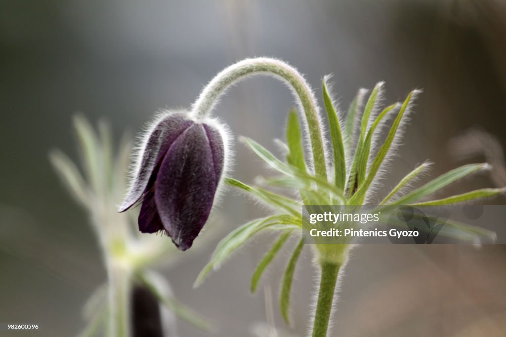 Pulsatilla pratensis subsp. nigricans