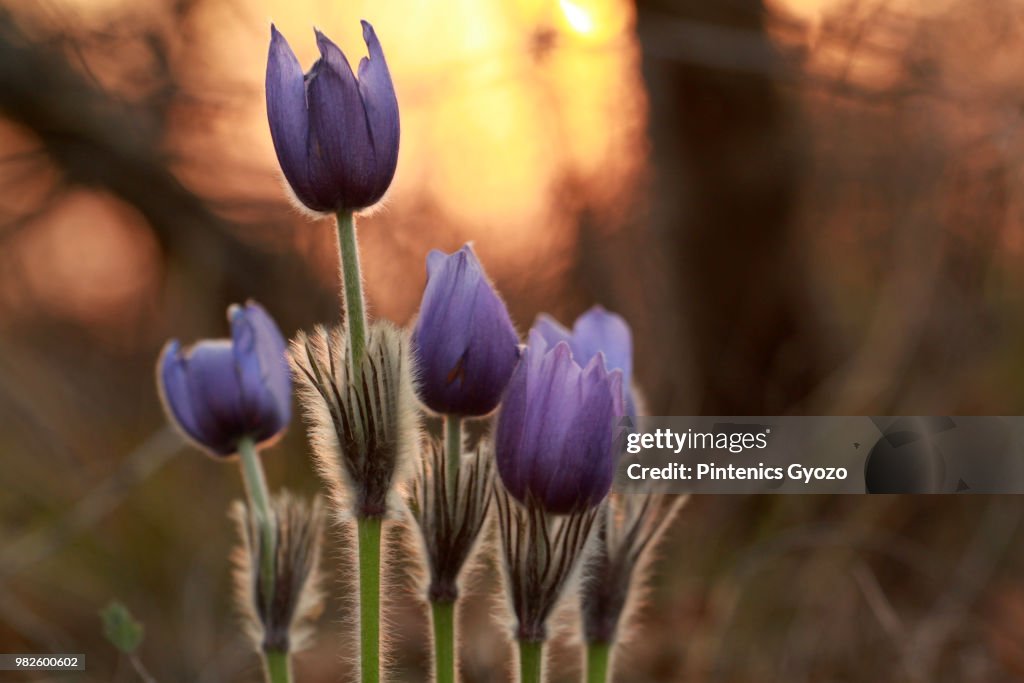 Greater pasque flower (Pulsatilla grandis) blooming, Budapest, Hungary