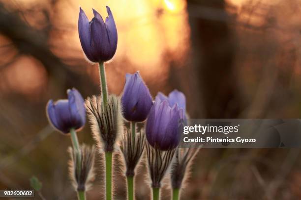 greater pasque flower (pulsatilla grandis) blooming, budapest, hungary - pulsatilla grandis stock pictures, royalty-free photos & images