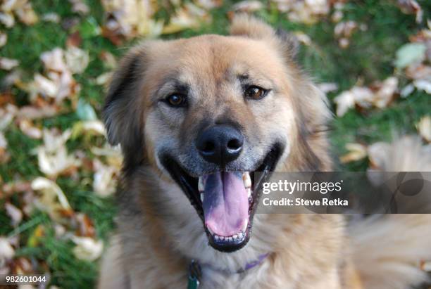 a big smile for the camera - big smile stockfoto's en -beelden