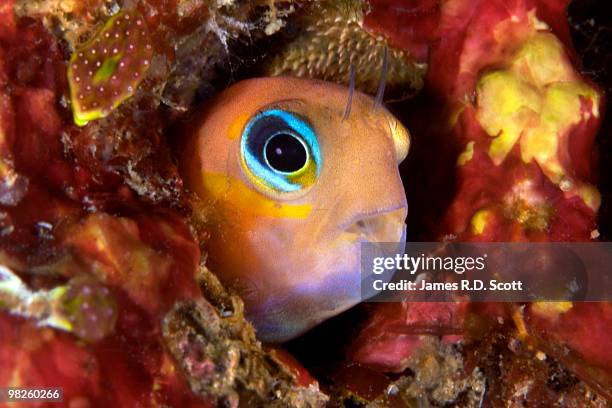 blenny - blenny stock pictures, royalty-free photos & images