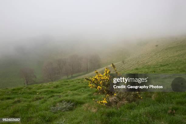 Foggy weather scarp slope of chalk downs near Knap Hill, Alton Barnes, Wiltshire, England, UK.