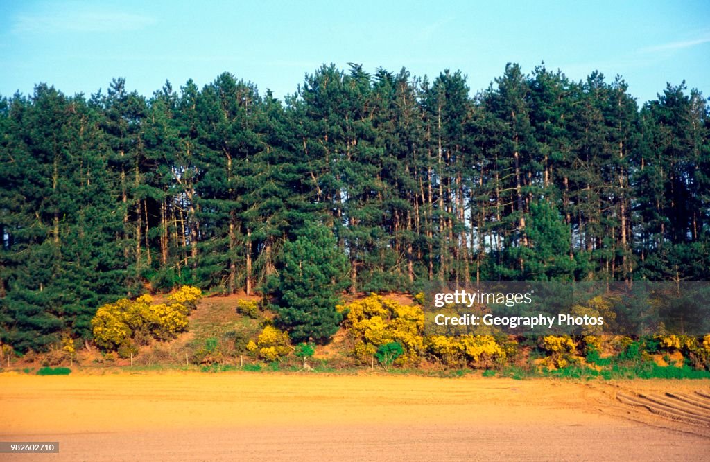 Conifer trees and gorse by ploughed field Suffolk Sandlings England