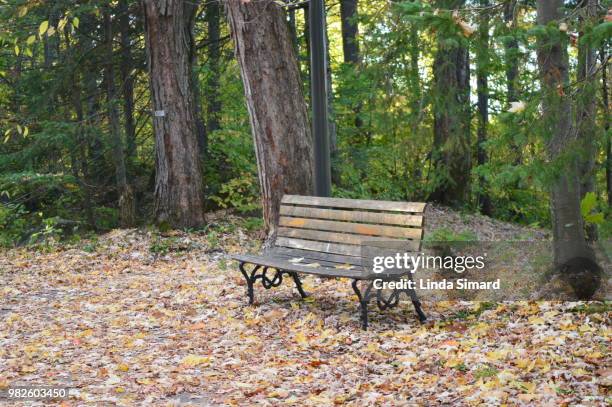 au milieu de toutes ces feuilles mortes: un banc! - feuilles stockfoto's en -beelden