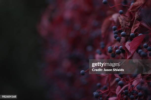 backyard berries - croton plant bildbanksfoton och bilder