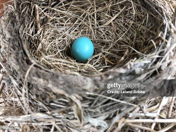 one blue robin's egg in nest - leland bobbe foto e immagini stock