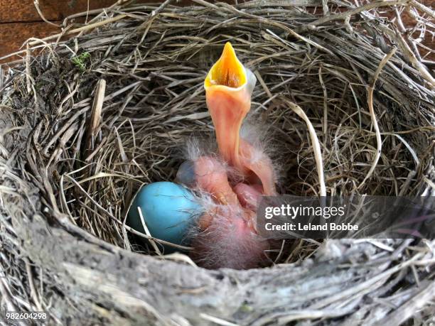 robin;s nest with one egg and one baby with mouth open waiting for food - leland bobbe foto e immagini stock