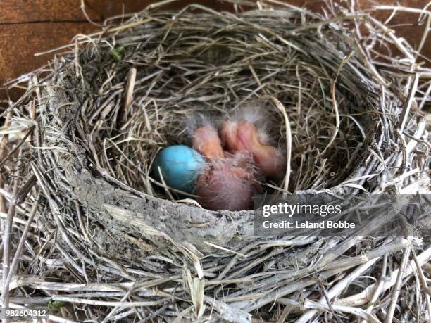 newly hatched robin's and 1 egg in nest - leland bobbe foto e immagini stock