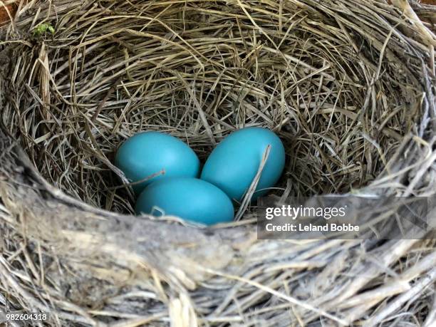 three blue robin's eggs in nest - leland bobbe foto e immagini stock