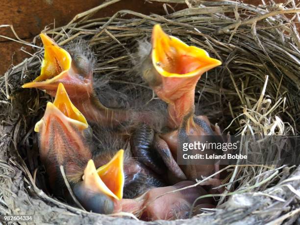 four newly hatched robins in bird's nest with beaks open waiting for food - leland bobbe foto e immagini stock
