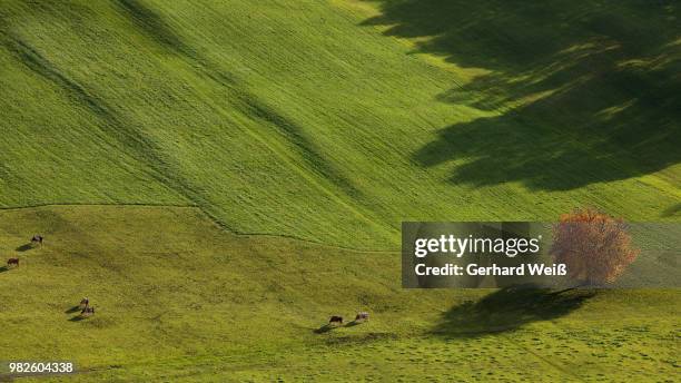 the shadow of the orange tree - weiß stock pictures, royalty-free photos & images