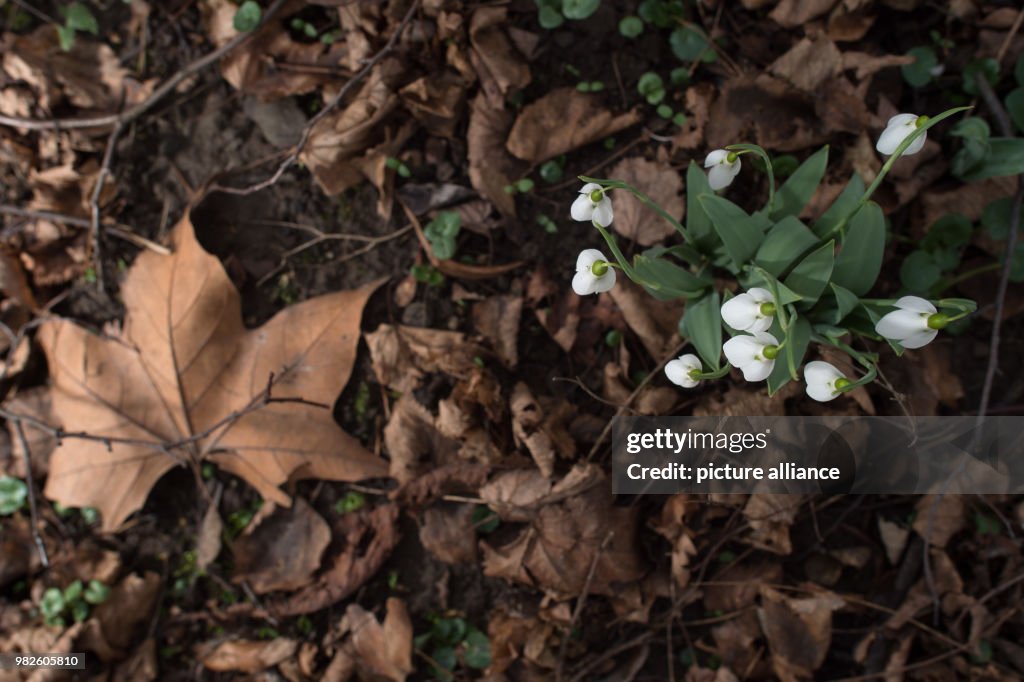 Spring messengers in Halberstadt