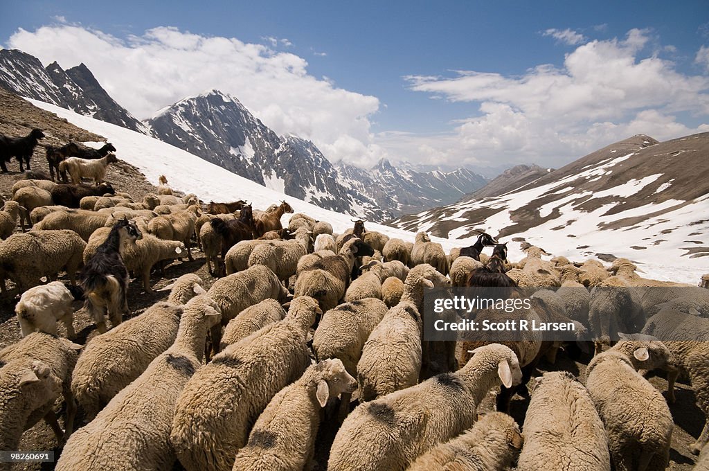 Passing a flock of sheep trekking through Kashmir