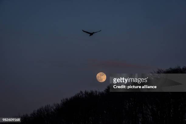 The moon shining at dusk in Witten, Germany, 30 January 2018. The moon has three special phenomena in store. On Wednesday night there will be the...