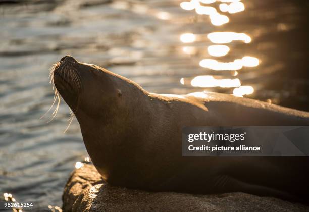 Seal sunbathes at zoo 'Tierpark Hellabrunn' in Munich, Germany, 29 January 2018. Photo: Lino Mirgeler/dpa